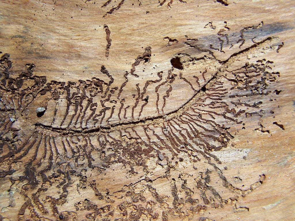 Les termites en s'attaquant au bois creusent des sillons et le fragilisent