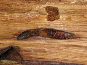 larves d'insectes forant le bois de charpente en Martinique
