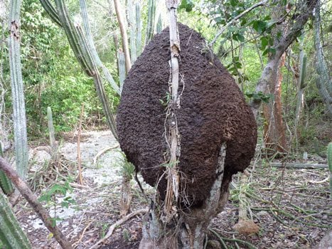 Nid de termites, les termites sont appelées aussi poux bois en Martinique
