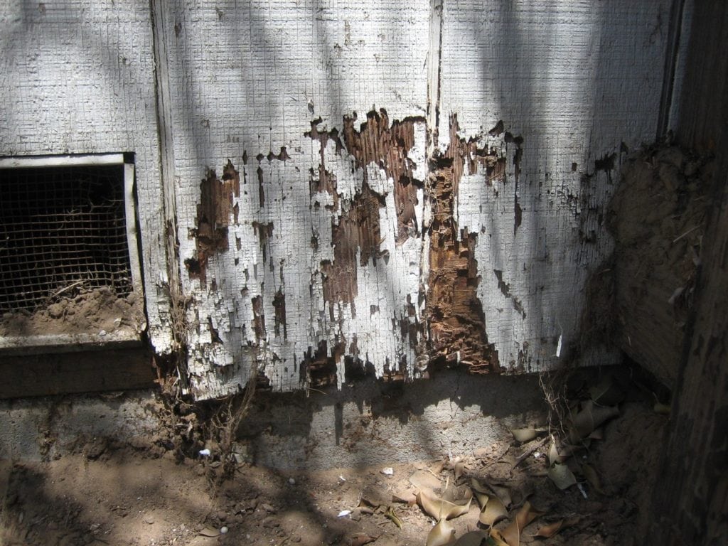 Les termites en creusant le bois provoquent des dégats