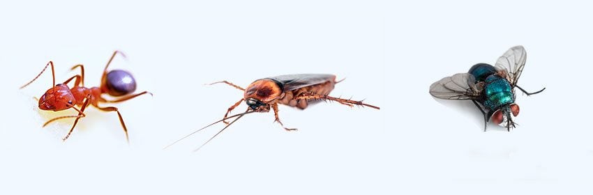 traitement anti insecte nuisible martinique comme fourmi, cafard, mouche