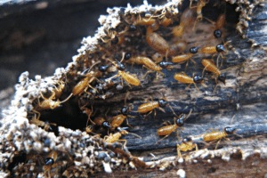 Eradiquer les termites (appelé aussi Poux bois en Martinique) grâce aux traitement durable et responsable de L'écobio Monsieur Termite
